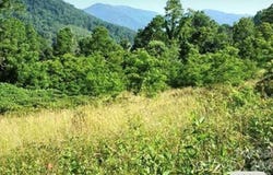 Split Pine Cove, Clyde, NC 28721