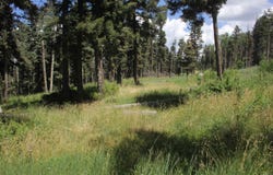 Pleasant Meadow lot: 9, Black Lake, NM 87710-0000
