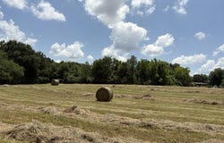 Wallace Mill Rd, Leighton, AL 35646