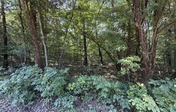 16+- Acres Spring Valley Road, Shell Knob, MO 65747