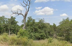 Thousand Oaks Dr, Cedar Creek, TX 78612