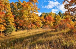 Parcel 1 E Darga Road, Cedar, MI 49621