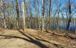 Elkhorn, SPRINGVILLE, TN 38256