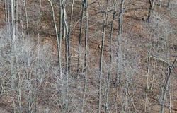 Buckeye Hills Road, Thurman, OH 45685