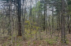 Callahan Road, Burke, NY 12917