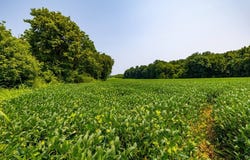 Slaughter Road, Benton, KY 42025