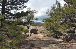 2928 Fox Acres Dr E, Red Feather Lakes, CO 80545