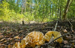 River Bend Road, Columbia, MS 39429