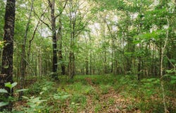 4861 CR 4610, Bogata, TX 75417
