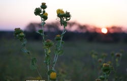 2035 County Rd 4483, Rochelle, TX 76872
