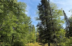 Stone Pine Drive lot: 38 & 39, Cable, WI 54821