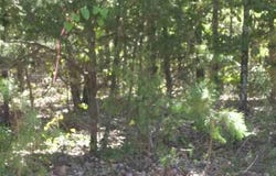 Easy Street, Drasco, AR 72530