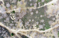 walnut, Cedar Glen, CA 92321