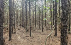 COUNTY LINE ROAD, Ruston, LA 71270