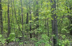 FRIBOURG DRIVE, REED CITY, MI 49677