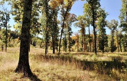 Forest Road Y09, Perryville, AR 72126