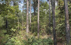 Avalon Road, Star City, AR 71667