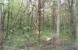 168 Reflections Drive, Marshall, AR 72650-9999