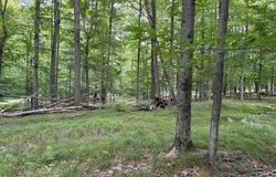 Flarity Road, Brethren, MI 49619