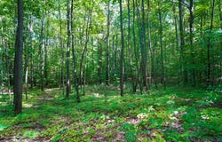 1180 E Trail SE, Kalkaska, MI 49646