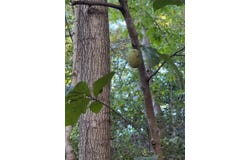 Jacksonville Road, Peebles, OH 45660