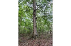 Ashley Road, Brandon, MS 39042