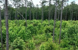 County Road 2468, Douglassville, TX 75560
