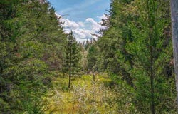Tract C Hwy 21, Babbitt, MN 55706