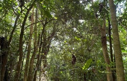 Barranquitas, Barranquitas, PR