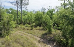 Vacant NE Cedar Trail, Pinetta, FL 32331
