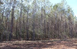 R18754 FM 1751, San Augustine, TX 75972