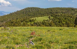10 Tract, Garnet Range, Drummond, MT 59832