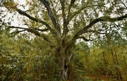 Federal Rd, Quincy, FL 32351