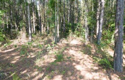 CR 4313, Pittsburg, TX 75686