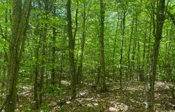 1.4 Cobble Creek Rd., Chester, NY 12853