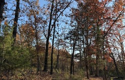 County Road 871, Thornfield, MO 65762