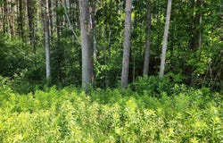 Stage Road, Unity, NH 03743