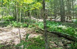 Crystal Meadows Rd, Downsville, NY 13782