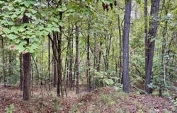 LANE BRANCH ROAD lot: 19.28 Acres, WEDOWEE, AL 36278
