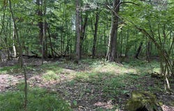 Cr-17, Belfast, NY 14711