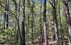 1209 Pine Drive, Haskell, AR 72015