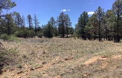 Cedar Bark Trail, Overgaard, AZ 85933