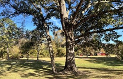 1975 Ms 178, Myrtle, MS 38650