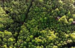 LOT 18 Cub TRL, Cherry Log, GA 30522
