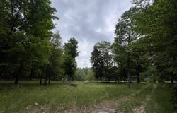 4169 N 25 Road, Mesick, MI 49668-9727