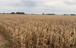 MC Highway 30, Grand Island, NE 68801