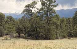 41st Trail, Cotopaxi, CO 81223