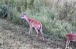 County Road 1990, Willow Springs, MO 65793