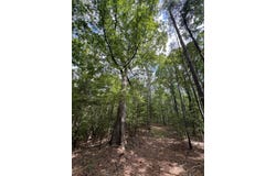 Judson Park Dr, Cottondale, AL 35453