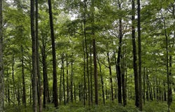 2041 Cat Creek Road, Stanton, KY 40380